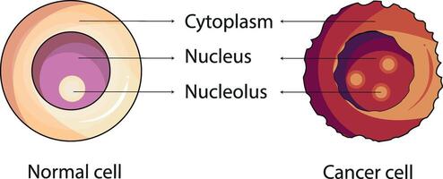 difference between a normal and a cancer cell science diagram vector