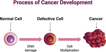 Process of Cancer Cell Development Science Diagram illustration vector