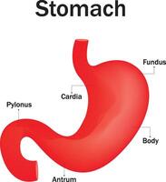 Stomach Structure Illustration vector