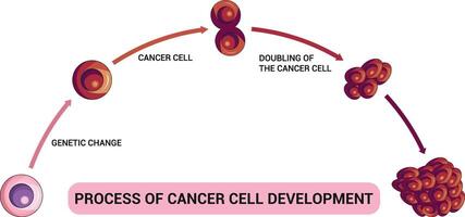 Process of Cancer Cell Development Science Diagram illustration vector