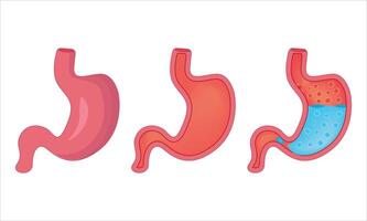 Healthy stomach science illustration vector