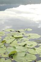 Lotus flower in the pond photo