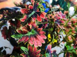 Red Solenostemon scutellarioides in the garden photo