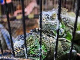 cerca arriba de iguana es un lagartija reptil en el género iguana en el iguana familia. el subfamilia es iguanidae. el reptil es dentro el jaula. selectivo atención imágenes foto