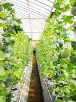 Fresh melons or green melons or cantaloupe melons plants growing in greenhouse supported by string melon nets. photo