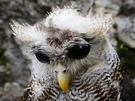 The Indian eagle-owl, also called the rock eagle-owl or Bengal eagle owl, Bubo bengalensis a species of large horned owl found in the Indian Subcontinent photo