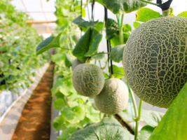Fresh melons or green melons or cantaloupe melons plants growing in greenhouse supported by string melon nets. photo