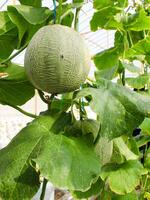 Fresh melons or green melons or cantaloupe melons plants growing in greenhouse supported by string melon nets. photo
