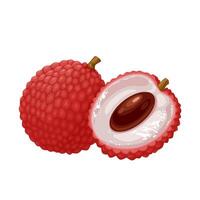 Illustration, Lychee fruit, scientific name Litchi chinensis, isolated on white background. vector