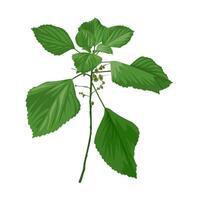 Illustration, Acalypha indica, known as Indian acalypha, Indian mercury, Indian copper leaf, and Indian nettle, isolated on white background. vector