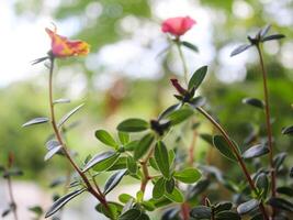 Portulaca grandiflora is a succulent flowering plant in the purslane family Portulacaceae, native to southern Brazil, Argentina, and Uruguay and often cultivated in gardens. photo