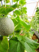 Fresh melons or green melons or cantaloupe melons plants growing in greenhouse supported by string melon nets. photo