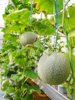 Fresh melons or green melons or cantaloupe melons plants growing in greenhouse supported by string melon nets. photo