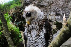 el indio Búho real, además llamado el rock Búho real o Bengala águila búho, bubón bengalí un especies de grande con cuernos búho encontró en el indio subcontinente foto