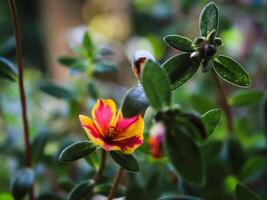 Portulaca grandiflora is a succulent flowering plant in the purslane family Portulacaceae, native to southern Brazil, Argentina, and Uruguay and often cultivated in gardens. photo