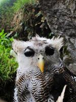 The Indian eagle-owl, also called the rock eagle-owl or Bengal eagle owl, Bubo bengalensis a species of large horned owl found in the Indian Subcontinent photo