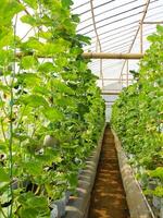 Fresh melons or green melons or cantaloupe melons plants growing in greenhouse supported by string melon nets. photo