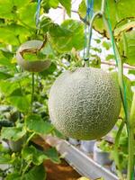 Fresh melons or green melons or cantaloupe melons plants growing in greenhouse supported by string melon nets. photo