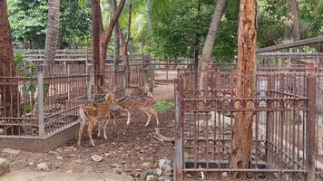Rusa Totol with the scientific name Axis axis at Zoo in Raguna. Other names are Spotted deer, Chital deer, or Axis deer, is a species of deer native to the Indian subcontinent. Very beautiful. video