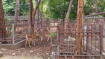 Rusa totol con il scientifico nome asse asse a zoo nel ragù. altro nomi siamo macchiato cervo, chital cervo, o asse cervo, è un' specie di cervo nativo per il indiano subcontinente. molto Bellissima. video