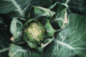 Cauliflower growing in the garden, ready for harvest. Organic farming. photo