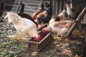gallo y gallinas comer comida en el jardín al aire libre. foto