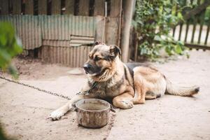 The dog on the chain lies beside the bowl of food. Rural life. Pets. photo
