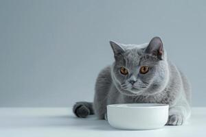 kitten cat sitting near the bowl of pet food. photo