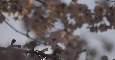 Shadow Cherry blossom in spring daytime closeup video