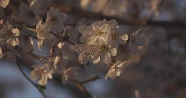 Schatten Kirsche blühen im Frühling tagsüber Nahansicht video