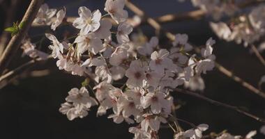 Schatten Kirsche blühen im Frühling tagsüber video