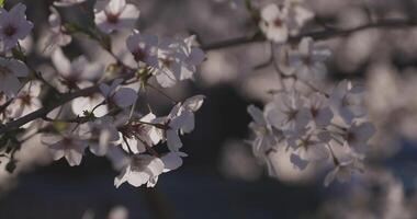 schaduw kers bloesem in voorjaar dag video