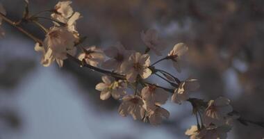 Schatten Kirsche blühen im Frühling tagsüber video