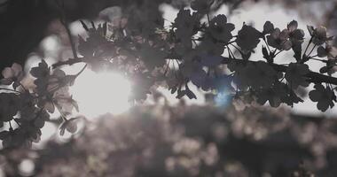 Shadow Cherry blossom in spring daytime reflection video