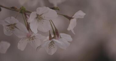 ombre Cerise fleur dans printemps jour fermer video