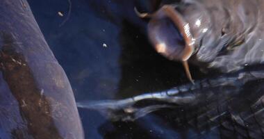 Swimming carp in the pond super closeup video