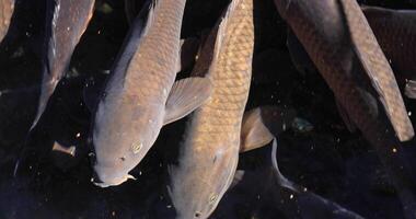 Swimming carp in the pond tracking shot video