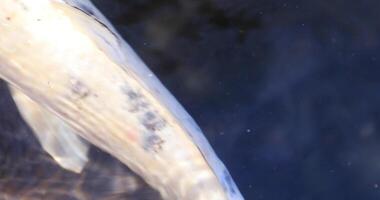 Schwimmen Karpfen im das Teich Super Nahansicht video