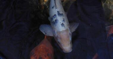 Swimming carp in the pond tracking shot video