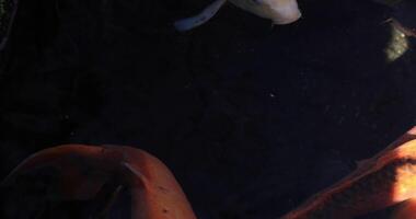 Schwimmen Karpfen im das Teich Nahansicht video