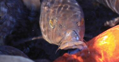 Swimming carp in the pond super closeup video