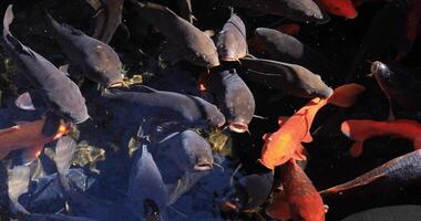 Swimming carp in the pond video