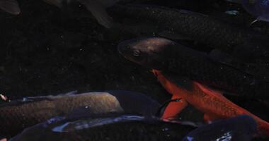 Swimming carp in the pond closeup video