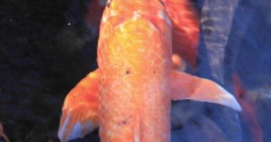 Swimming carp in the pond super closeup video