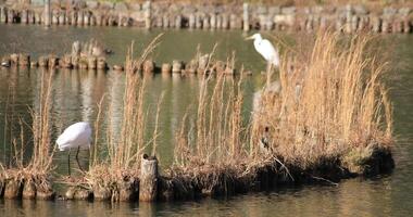 Heron in the pond copyspace video