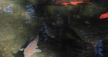 Swimming carp in the pond video