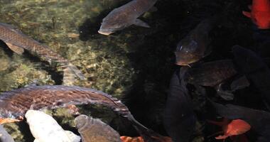 Swimming carp in the pond video