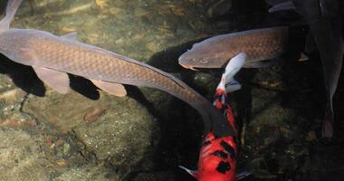 Swimming carp in the pond closeup video