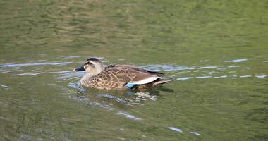 flutuando Pato dentro a lagoa rastreamento tiro video