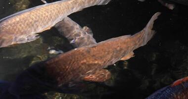 Swimming carp in the pond tracking shot video